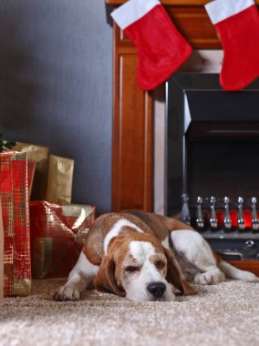 Noel hediyeleri önünde ile halı üzerinde yalnız bir beagle
