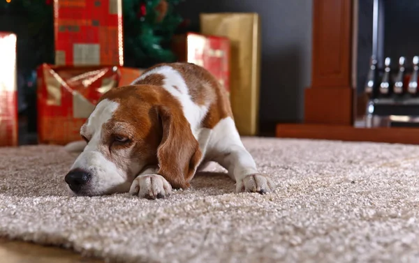 与前面的圣诞礼品地毯孤独小猎兔犬 — 图库照片