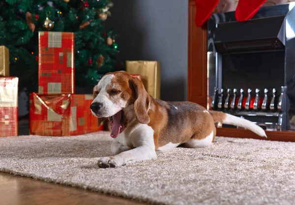 The yawning  beagle on the carpet with Christmas gifts in front — Stock Photo, Image