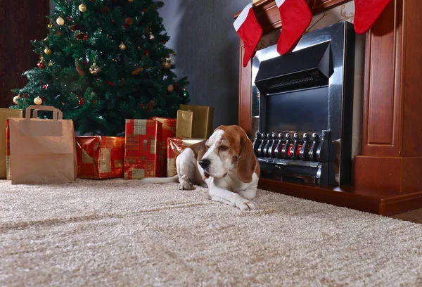 Ein einsamer Beagle auf dem Teppich mit Weihnachtsgeschenken vor dem — Stockfoto