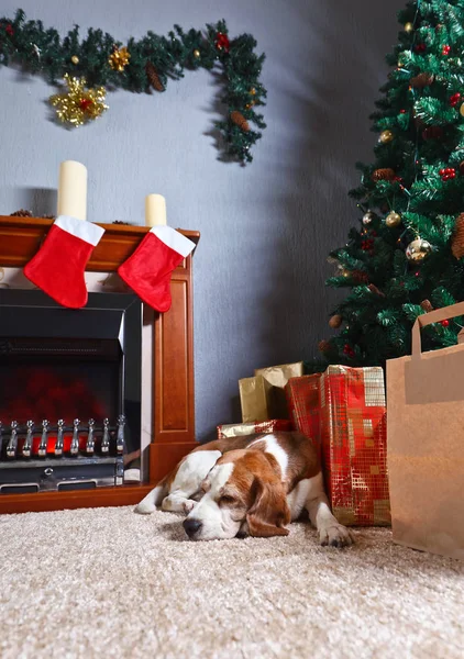 Ein einsamer Beagle auf dem Teppich mit Weihnachtsgeschenken vor dem — Stockfoto