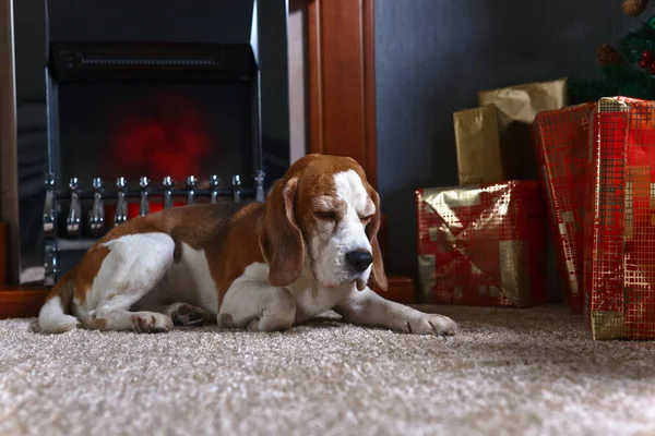 Un beagle solitario en la alfombra con regalos de Navidad en frente de la — Foto de Stock