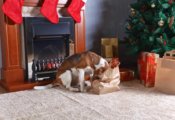かわいいビーグルの暖炉の前でクリスマス プレゼントをチェックします。 — ストック写真
