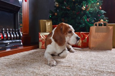Noel hediyeleri önünde ile halı üzerinde yalnız bir beagle