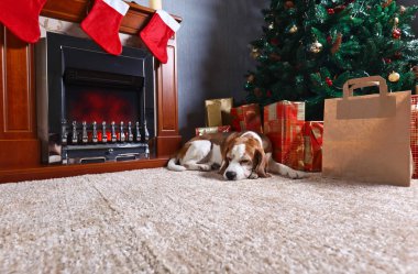 Noel hediyeleri önünde ile halı üzerinde yalnız bir beagle