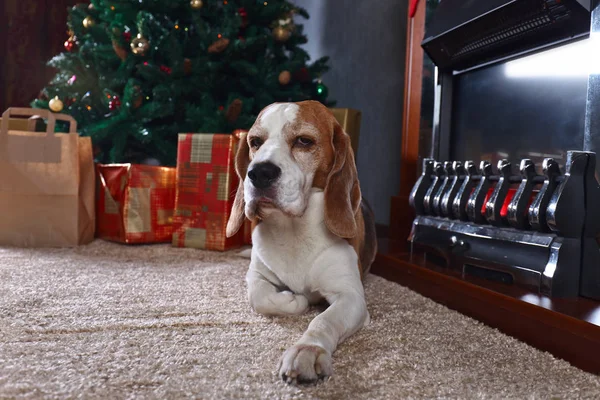 Un beagle solitario en la alfombra con regalos de Navidad en frente de la — Foto de Stock