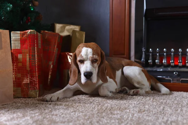 Ein einsamer Beagle auf dem Teppich mit Weihnachtsgeschenken vor dem — Stockfoto