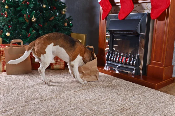 Niedlicher Beagle checkt Weihnachtsgeschenke vor dem Kamin in — Stockfoto