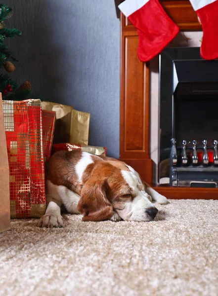 En ensamstående beagle på mattan med julklappar framför den — Stockfoto