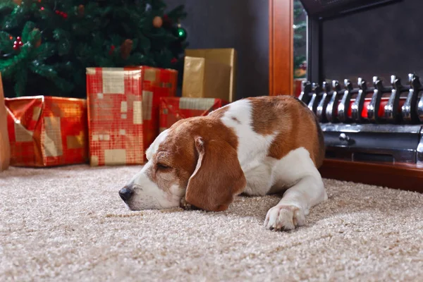 Un beagle solitario en la alfombra con regalos de Navidad en frente de la — Foto de Stock