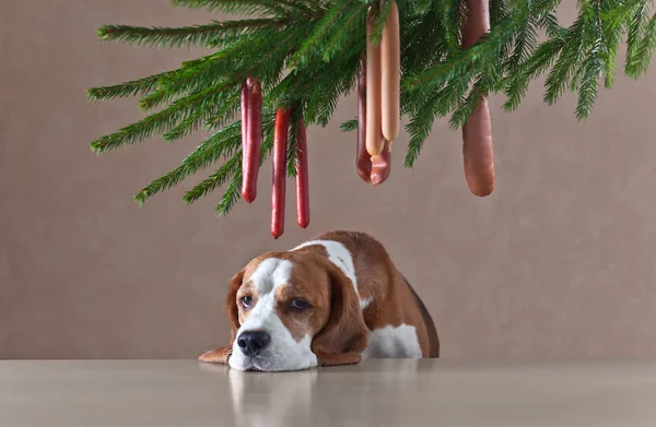 Árvore de Natal com salsichas e cão solitário — Fotografia de Stock