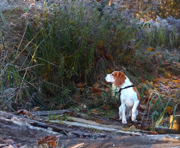 Der Beagle am frühen Morgen bei der Jagd im Wald — Stockfoto