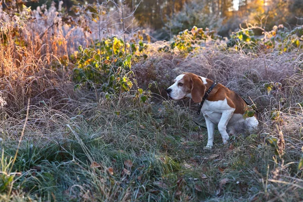 Beagle i tidig morgon jakt i skogen — Stockfoto