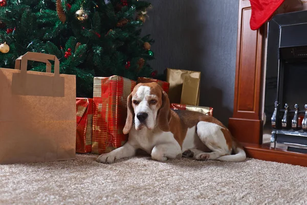 A lone beagle on the carpet with Christmas gifts in front of the — Stock Photo, Image
