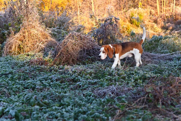 De Beagle in de vroege ochtend jacht in het bos — Stockfoto
