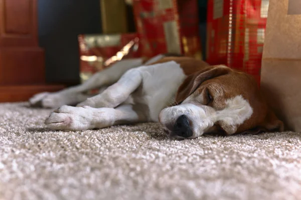 Um beagle solitário no tapete com presentes de Natal em uma sala vazia — Fotografia de Stock