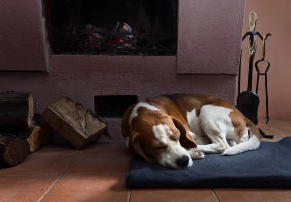 Pihenő kutya közel egy kandalló — Stock Fotó