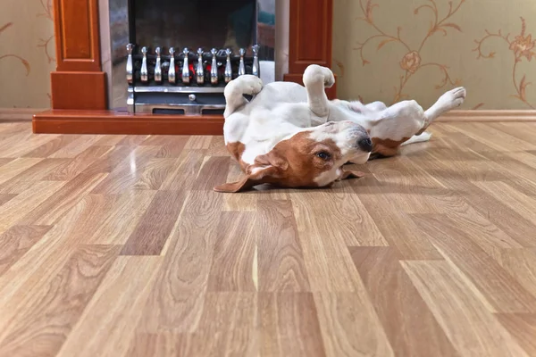 resting dog on wooden floor