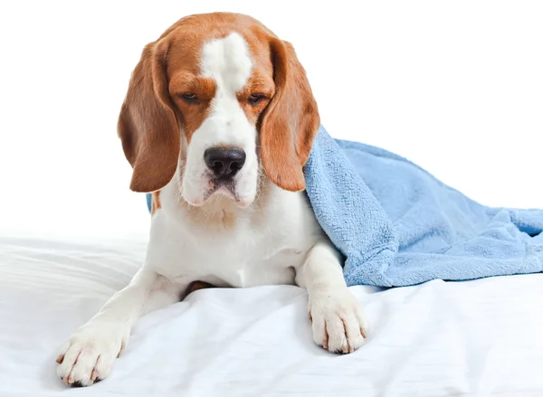 Cão doente sob um cobertor azul no fundo branco — Fotografia de Stock