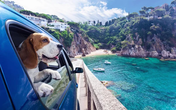 Cute dog travels in car to the sea — Stock Photo, Image