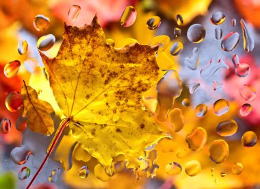  Yaprak ve su ile sonbahar arka plan damla