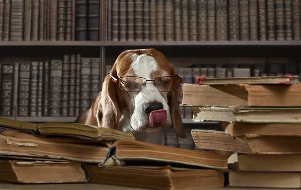 Mycket smart hunden studera gamla böcker i biblioteket — Stockfoto