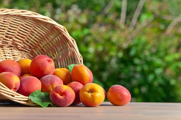Корзина со спелыми абрикосами на столе в саду — стоковое фото