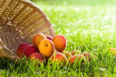 Yeşil çimenlerin üzerinde taze sulu kayısı sepeti . 