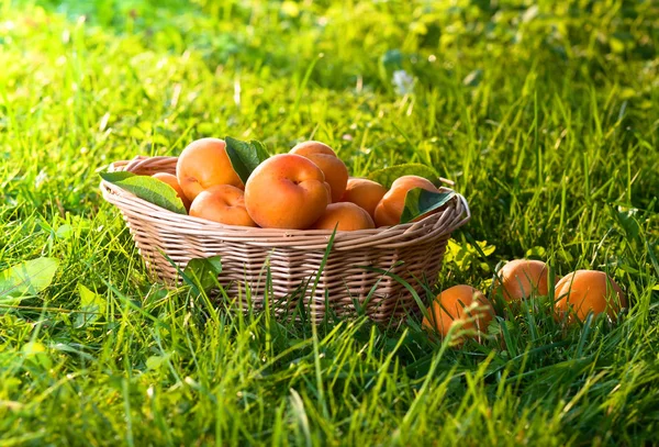 Korg med färska saftiga aprikoser på ett grönt gräs . — Stockfoto