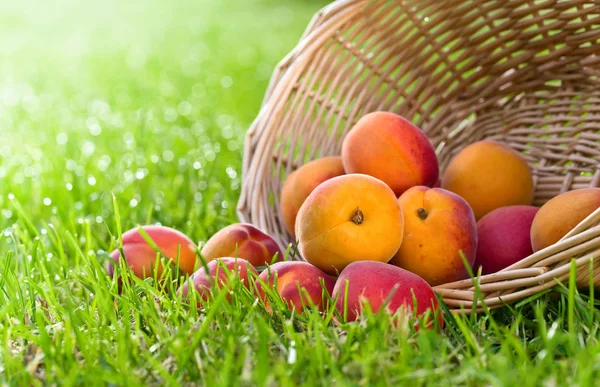 Korg med färska saftiga aprikoser på ett grönt gräs . — Stockfoto