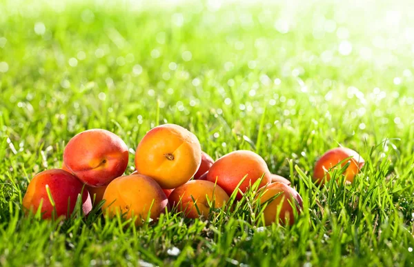 Frische saftige Aprikosen auf grünem Gras . — Stockfoto