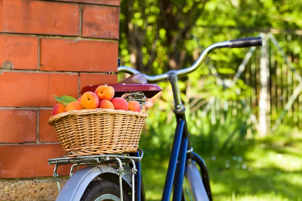 Cesta com damascos suculentos frescos em uma bicicleta velha — Fotografia de Stock