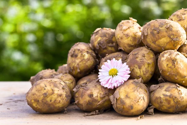 Patates bahçesinde ahşap bir masa üzerinde — Stok fotoğraf