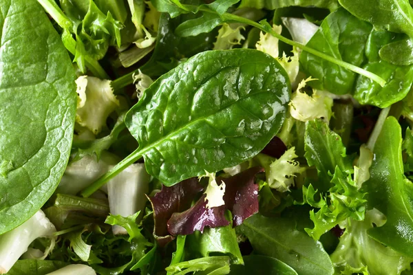 Frisse groene salade met spinazie, rucola en sla — Stockfoto