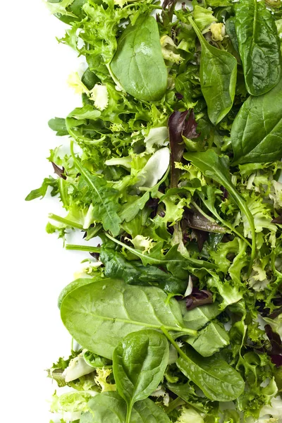 Salade verte fraîche isolée sur fond blanc — Photo