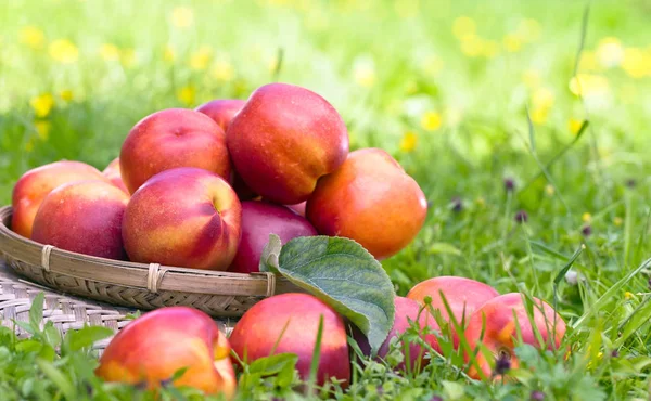 Reife saftige Nektarinen im Garten — Stockfoto