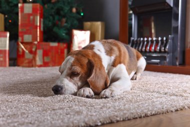 Noel hediyeleri önünde ile halı üzerinde yalnız bir beagle
