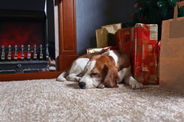 Noel hediyeleri önünde ile halı üzerinde yalnız bir beagle