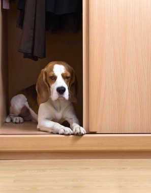  Beagle dolabın içinde yatıyor