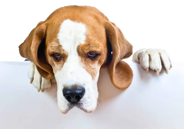 Beagle auf weißem Hintergrund — Stockfoto