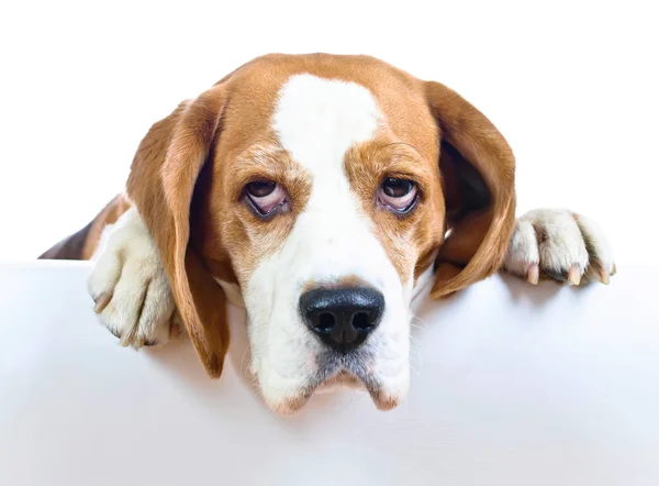 Beagle, fehér háttér — Stock Fotó