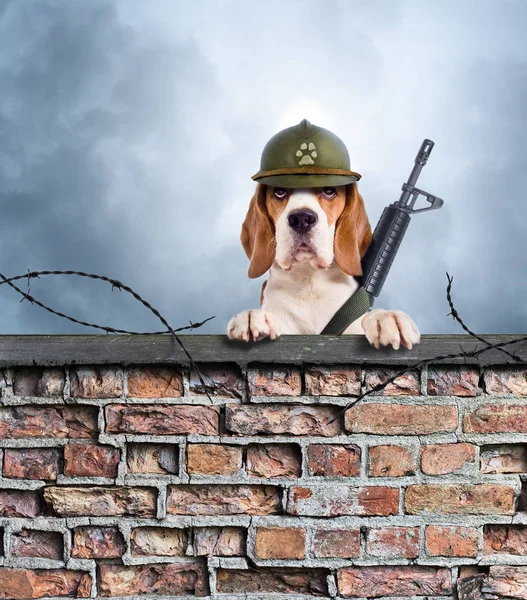 The sentry dog with gun — Stock Photo, Image