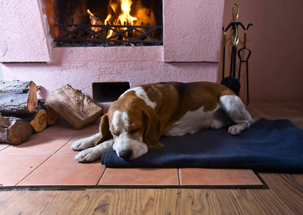 在旧壁炉边的地板上的小猎犬 . — 图库照片