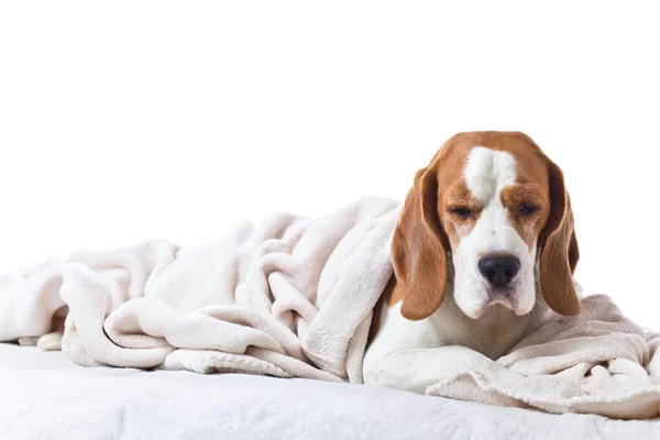 Sorgliga sjuka hund under en filt — Stockfoto