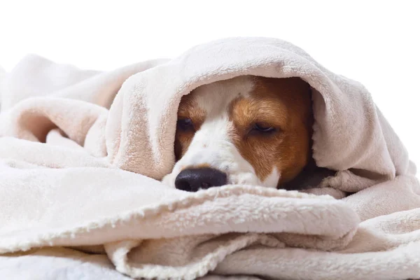 Грустная больная собака под одеялом — стоковое фото