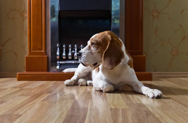 Beagle na drewnianej podłodze przy kominku . — Zdjęcie stockowe