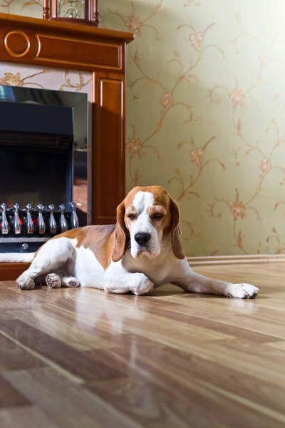 Beagle sul pavimento in legno vicino al camino  . — Foto Stock