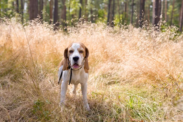 Chien dans l'herbe haute  . — Photo