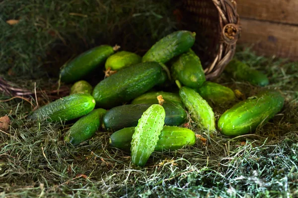 Cetrioli verdi freschi con foglia — Foto Stock