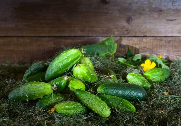 Cetrioli verdi freschi con foglia — Foto Stock